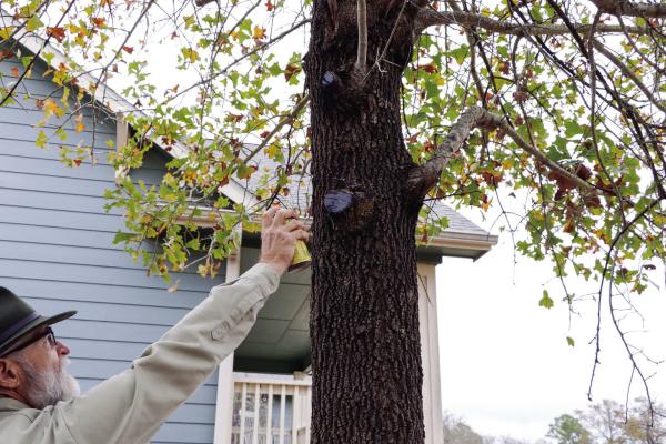 Forest Service’s pruning tips to prevent spread of oak wilt