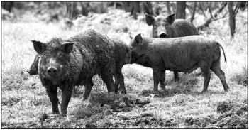 Feral hogs cause millions of dollars in agricultural and property damages each year and negatively impact Texas ecosystems, including native plant and animal species. AgriLife Stock Photo