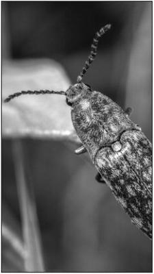 Twig Girdler Beetles are Back