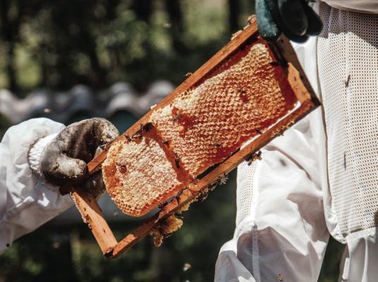 The public is invited to attend the Caddo Trace Beekeepers Association meeting Monday in Mount Pleasant. Courtesy photo