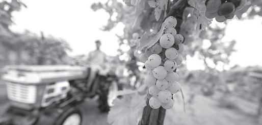 Texas wine grape growers expect quality vintage for 2023