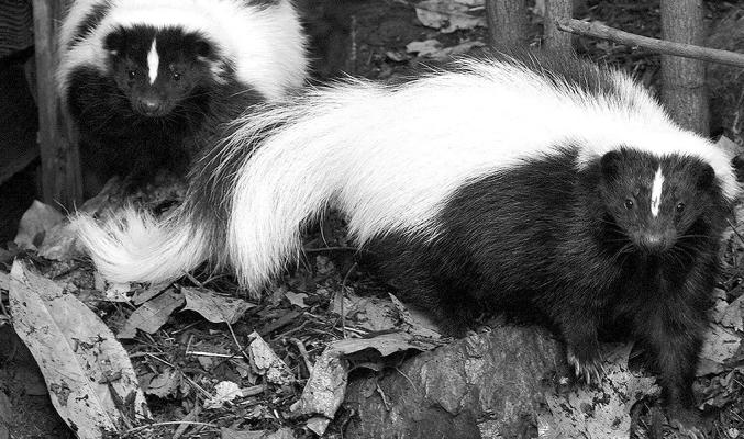 Skunks are out and about this spring. Courtesy Photo