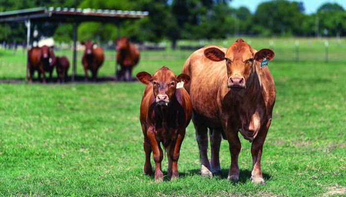 The Texas A&amp;M AgriLife Extension Service will present the “Predictions for 2024 Texas Livestock Markets” webinar on Feb. 1 from noon to 1 p.m. Texas A&amp;M AgriLife photo by Laura McKenzie