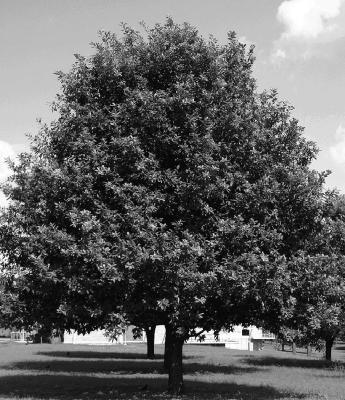 The Mexican White Oak thrives in wet-dry areas along river banks and in mountainous areas, yet are drought tolerant and do well in different soil types. Photo courtesy of austintexas.gov