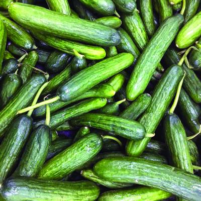 Beit cucumber varieties are known for producing anywhere from 65 to 100 fruit per season, much more than the standard garden cucumber. Courtesy photo